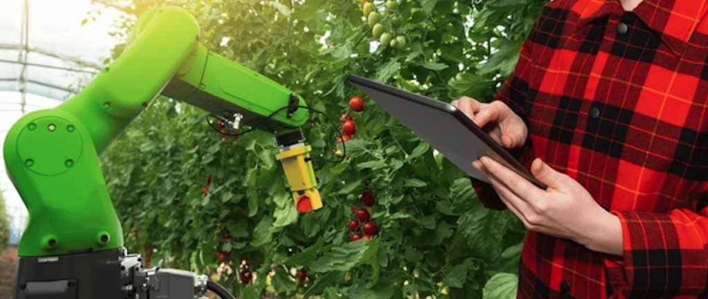 A greenhouse technician using a tablet while monitoring an automated robotic arm harvesting tomatoes — showcasing smart farming and agricultural technology solutions.